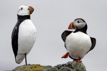 Repopulating US Islands with Puffins